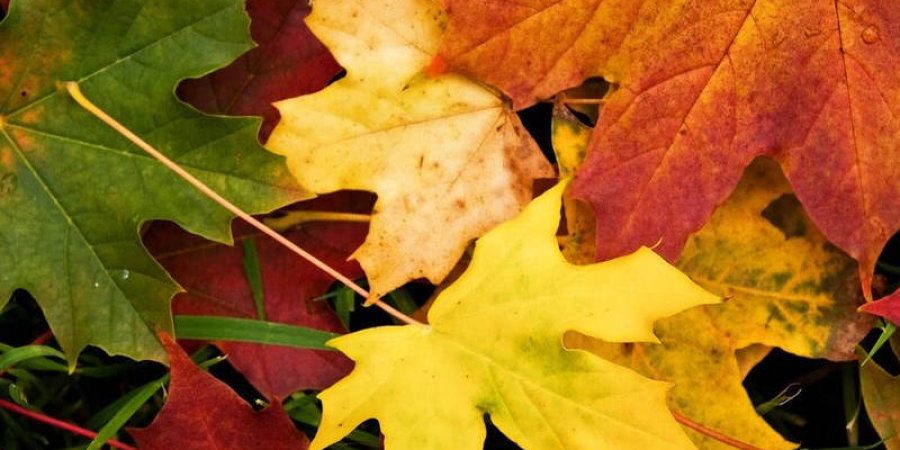 Foto de un monton de hojas de arce